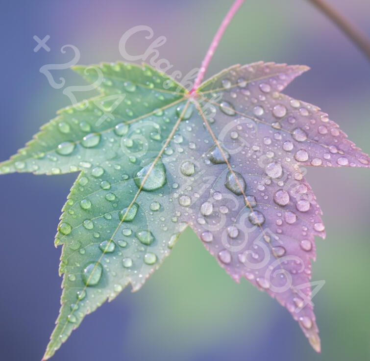 Photographie macro d'une feuille d'érable verte et violette couverte de gouttes de pluie cristallines, par l'artiste Chashab Grapho.