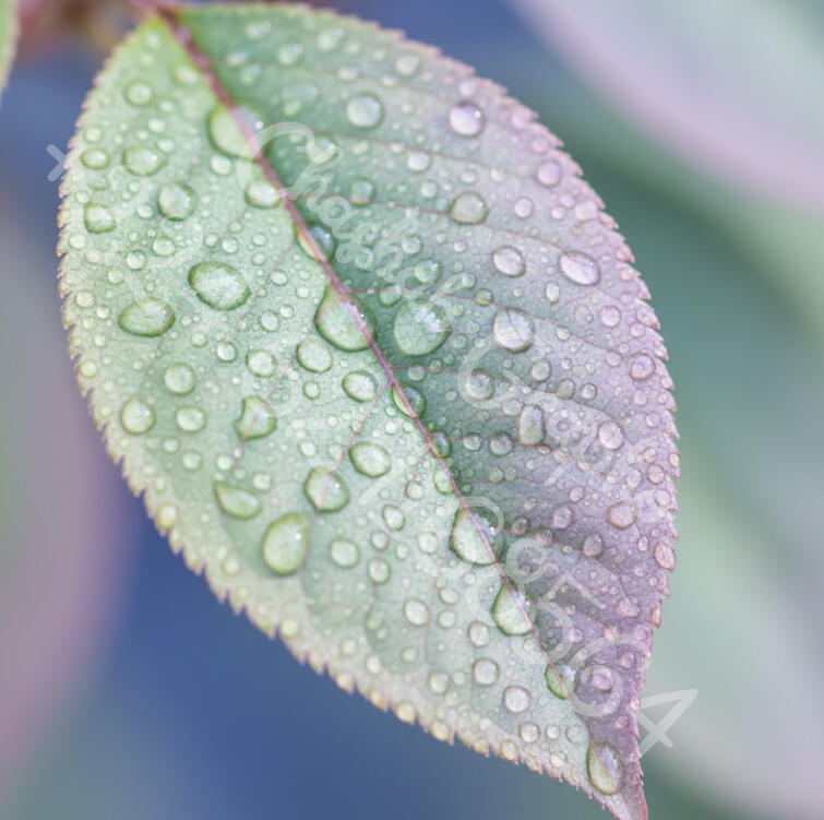 Gros plan artistique d'une feuille avec des perles de rosée détaillées, style naturel et apaisant par Chashab Grapho.