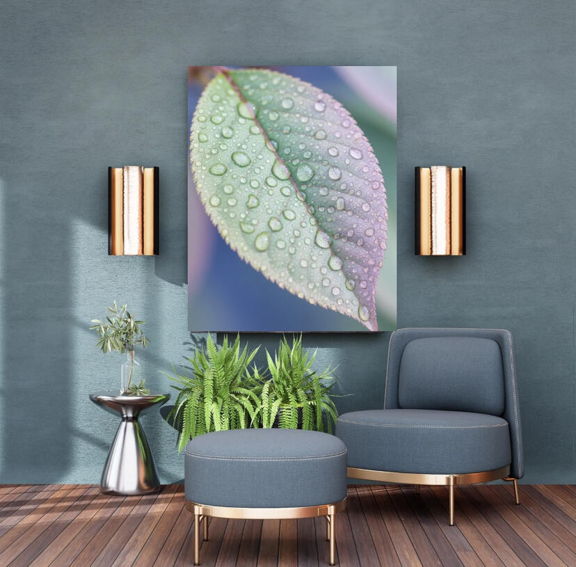 Photographie macro d'une feuille aux teintes violettes et vertes avec gouttes d'eau, design biophilique pour intérieur par Chashab Grapho.